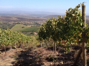 Route des vins de Casablanca (journée entière)